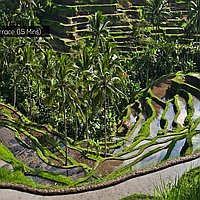 One bedroom villa with jungle view in Ubud. Villas in Bali for Sale: Вилла в Убуд, Балиан за 17,2 млн. RUB. Freehold. Предварительный просмотр фото #8